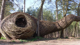 WILL BECKERS - Into the trees 05