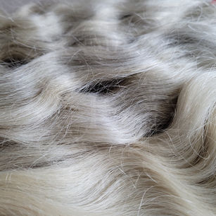 Microscopic cross-section of depigmented grey hair follicle showing melanocyte stem cell depletion and absence of melanin granules in the cortex