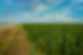 hemp field in southern alberta