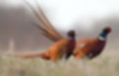 pheasant_hunting_guided_groups.jpeg