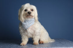 Bichon Maltais