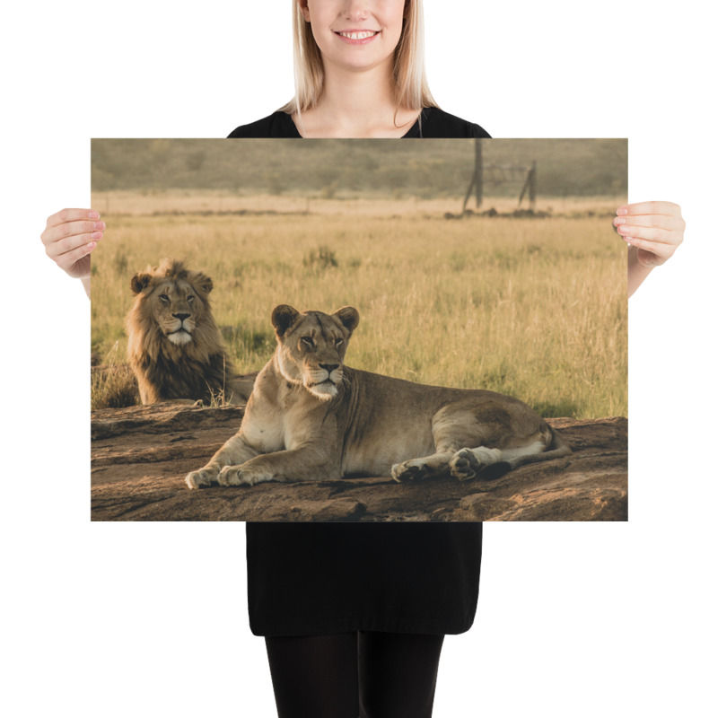 Thumbnail: "I have your back" - Lion Print