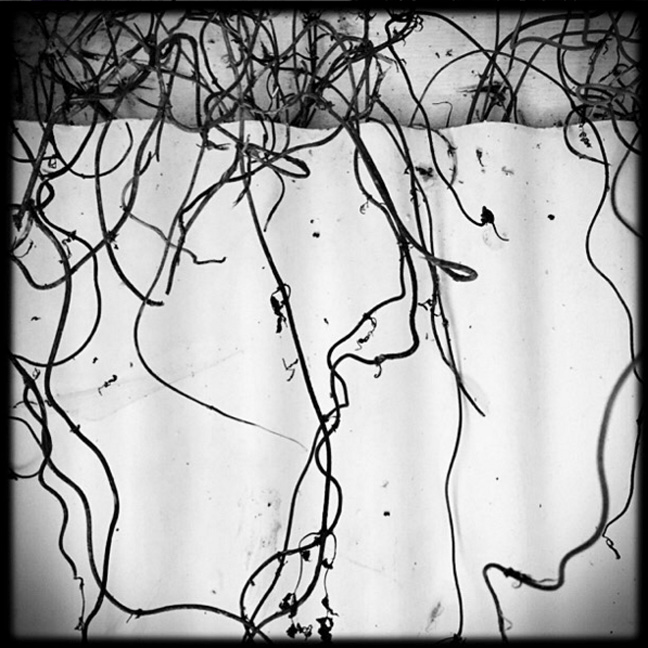 tendrils