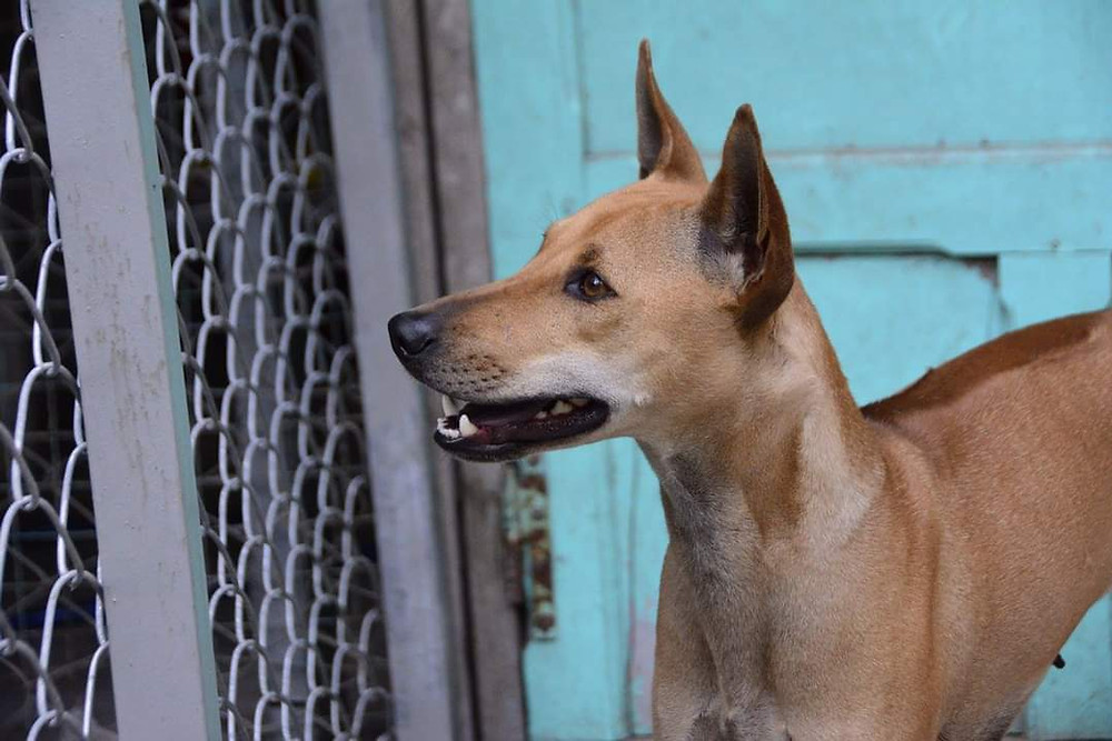 Looking to the Future of the Phu Quoc Ridgeback Association