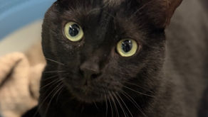 Cultural Council and Peggy Adams team up for ‘Le Chat’ adoption campaign