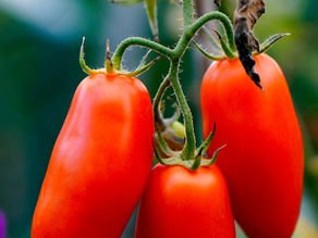 Angelena’s to spotlight San Marzano tomato during five-course dinner