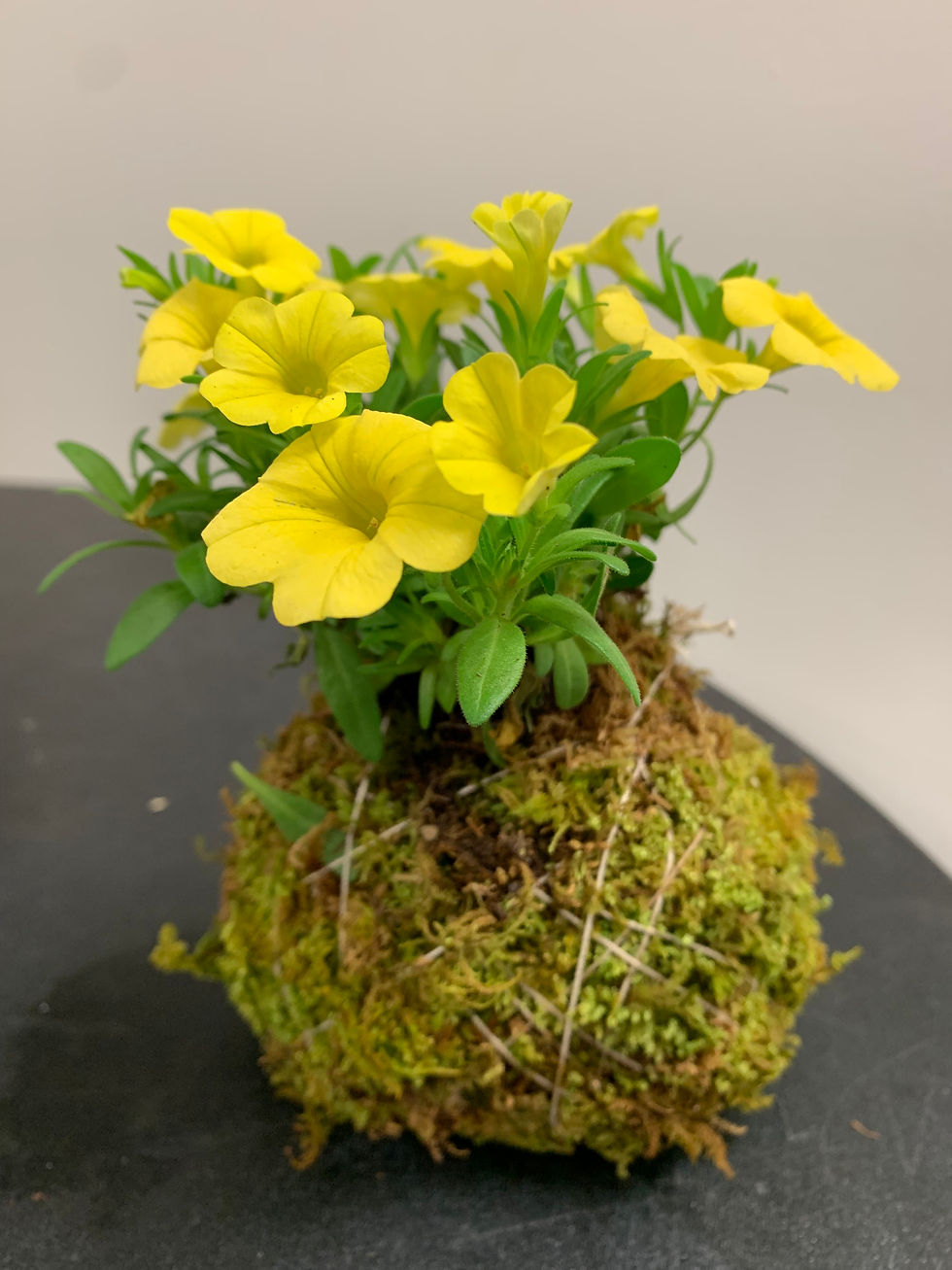 Morikami Museum to host Art of Kokedama Workshop