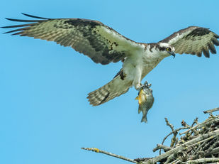 Birds of Prey is back at the Green Cay Nature Center