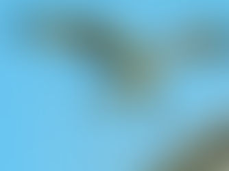 Birds of Prey is back at the Green Cay Nature Center