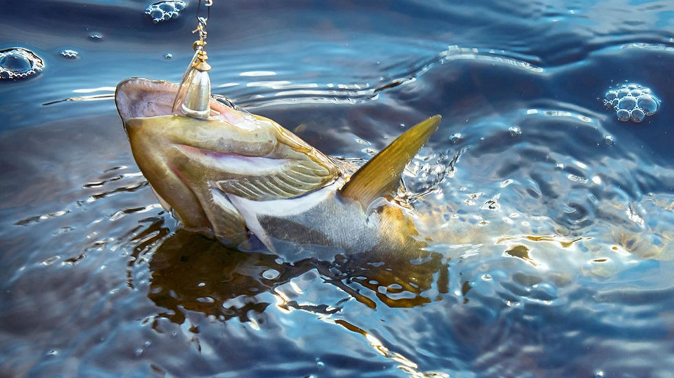 Pesca de un pez