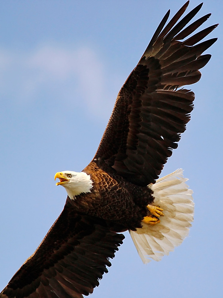 bald eagle in flight screaming