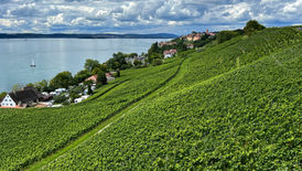 Blick über die Weinreben Richtung Meersburg