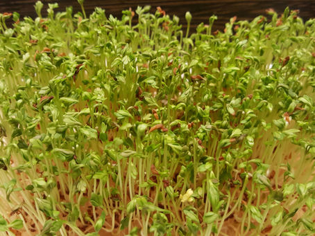 Královna královen řeřicha