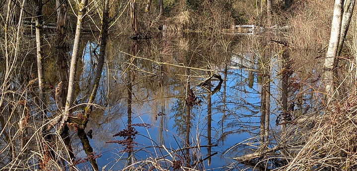 Pond 4.jpg