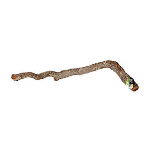 ProRep Cork Oak Branch 40-60cm