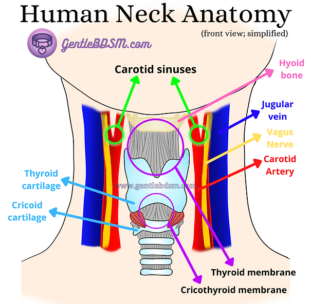 Neck Anatomy.png