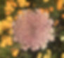 ami major flower