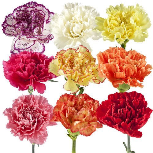 Thumbnail: Asst carnations 