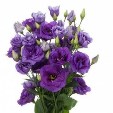 Thumbnail: Lisianthus