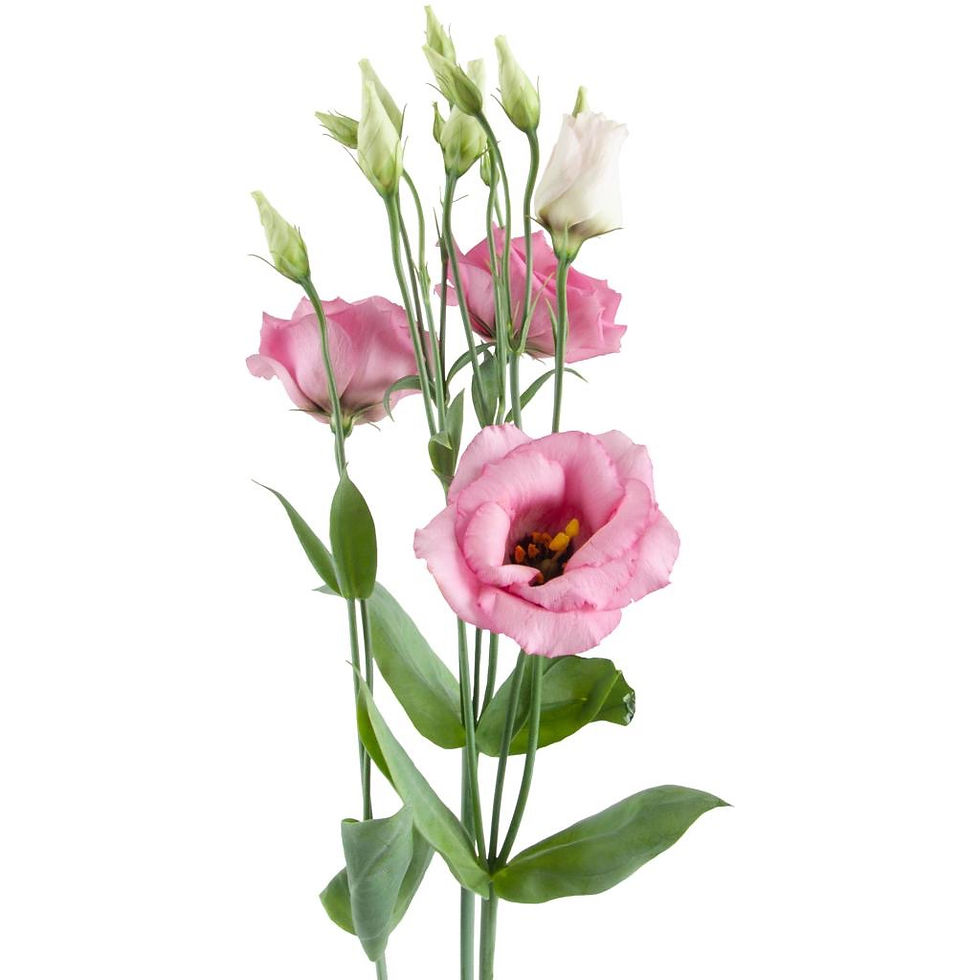 Lisianthus