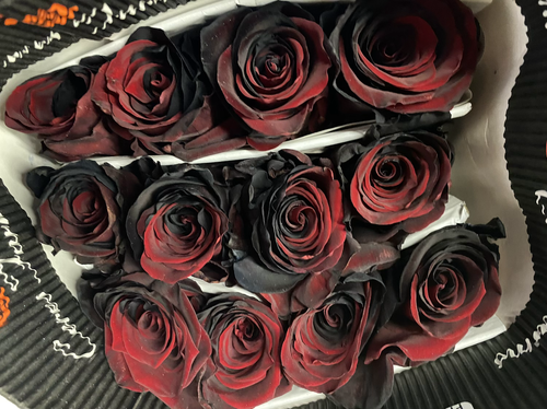Tinted Roses | Nh blossom Depot and