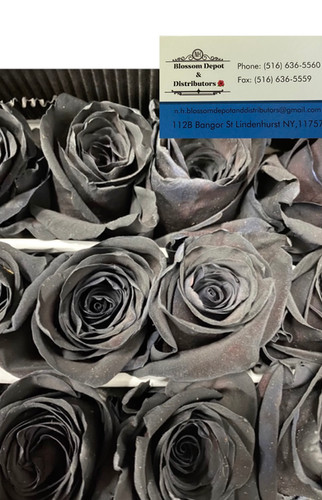 Tinted Roses | Nh blossom Depot and
