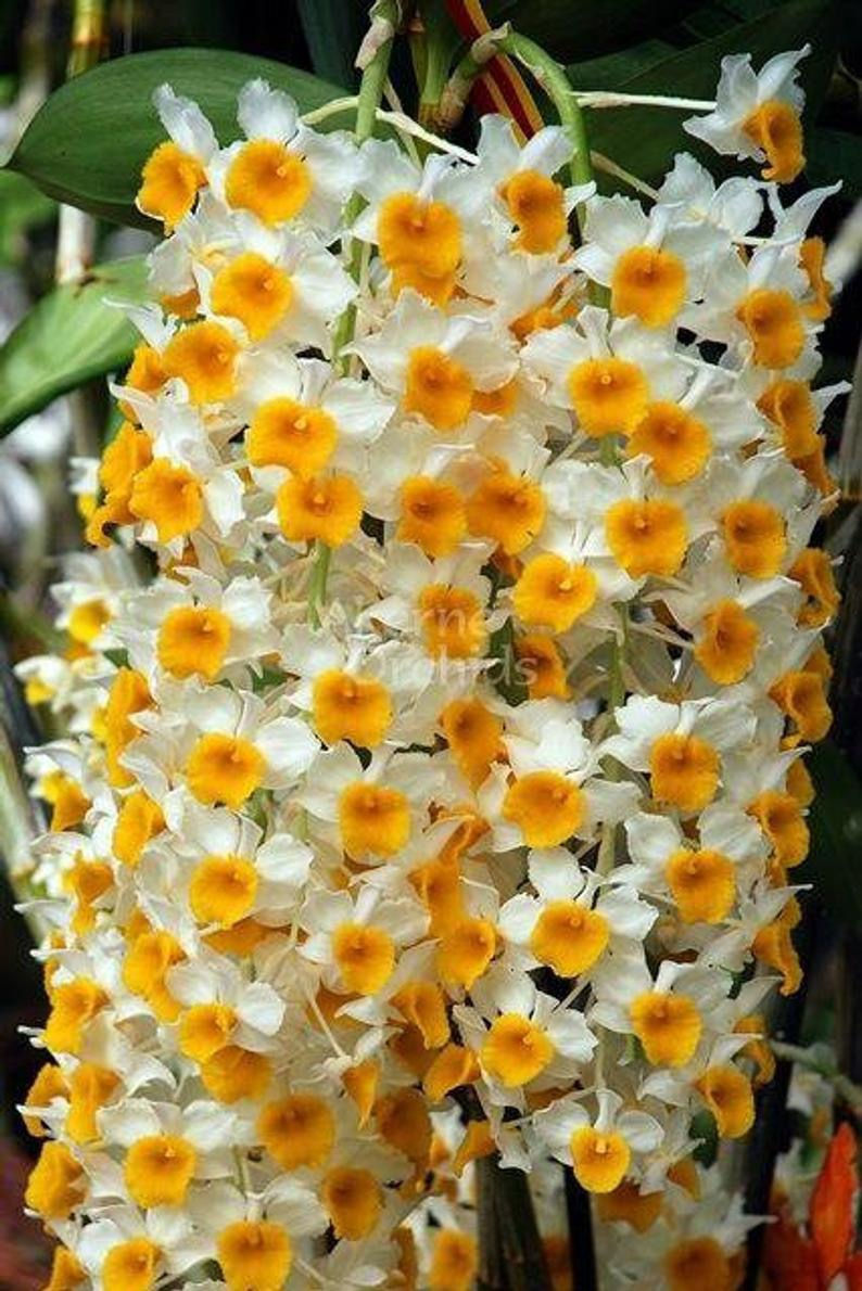 Thumbnail: Dendrobium