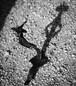 40085222_2224496797832586_46248943399427