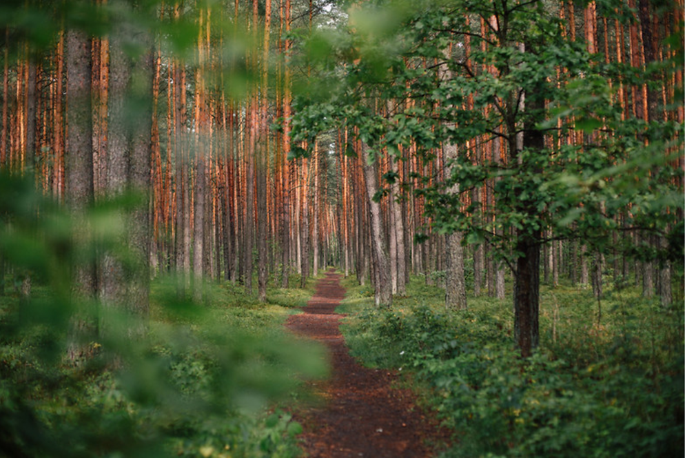 foret-chemin.png