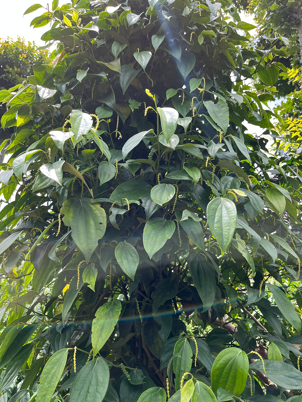 Para's Wayanad Black Pepper