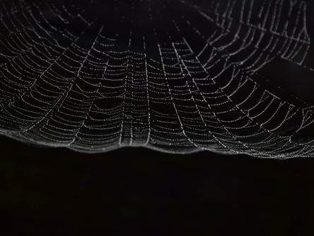 Spider's web of darkness