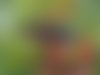 Artist Showcase Gallery Member of the Week