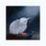 Thumbnail: "Kiwi Chick" - giclee print on Fine Art Paper