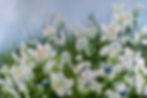Mornings Grace 1500px.jpg