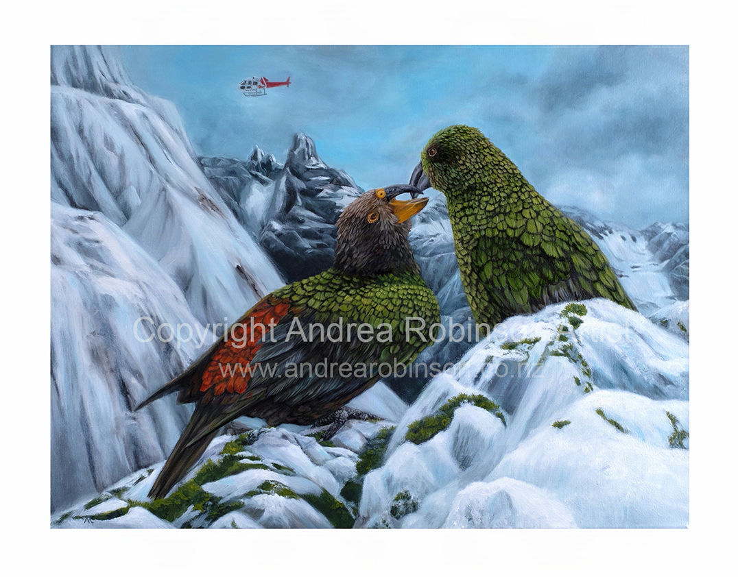 Playful Keas - limited edition giclee print