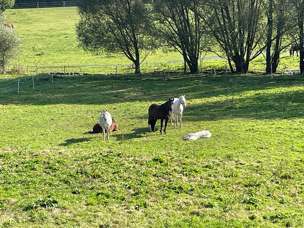 Pferde auf der Weide im Einstellbetrieb Offenstall
