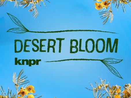 KNPR - Desert Bloom