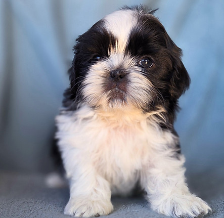 shihtzu