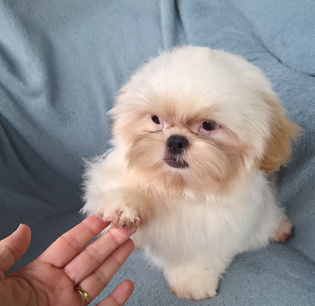 shihtzu filhote