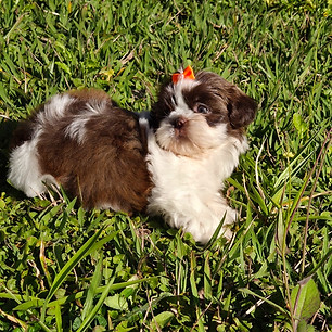 shihtzu filhote