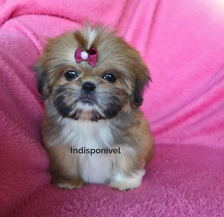 shihtzu_edited.jpg