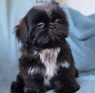 shihtzu