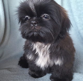 shihtzu