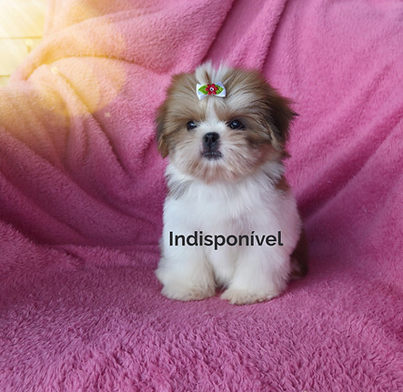 shihtzu_edited.jpg
