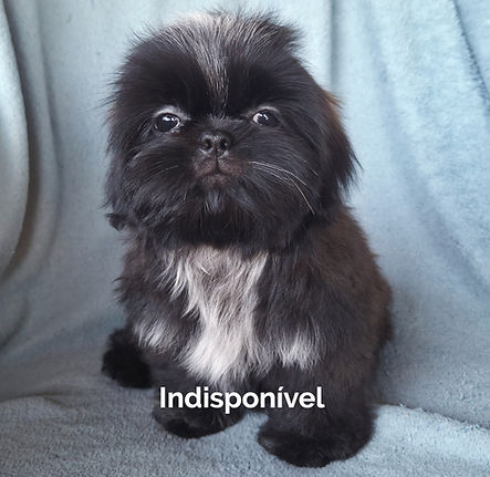 shihtzu_edited.jpg