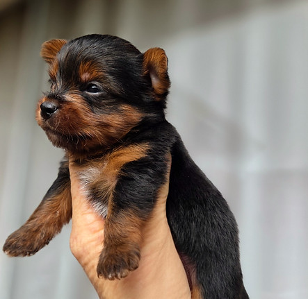 shihtzu filhote