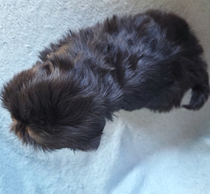 shihtzu filhote