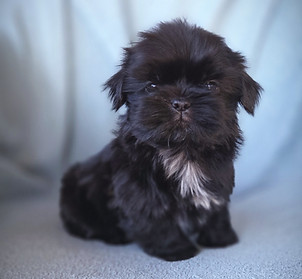 shihtzu filhote