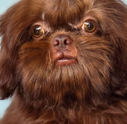 shihtzu