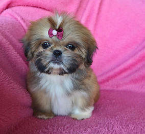 shihtzu